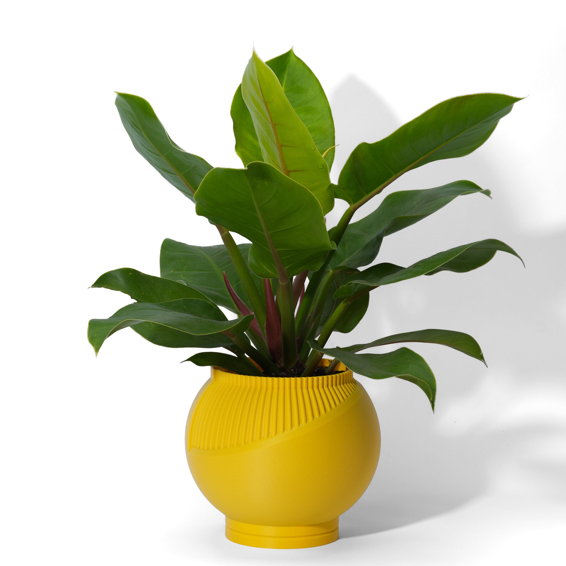 A yellow 3D printed planter pot with a ribbed exterior with a green leaf plant in it displayed on a white background