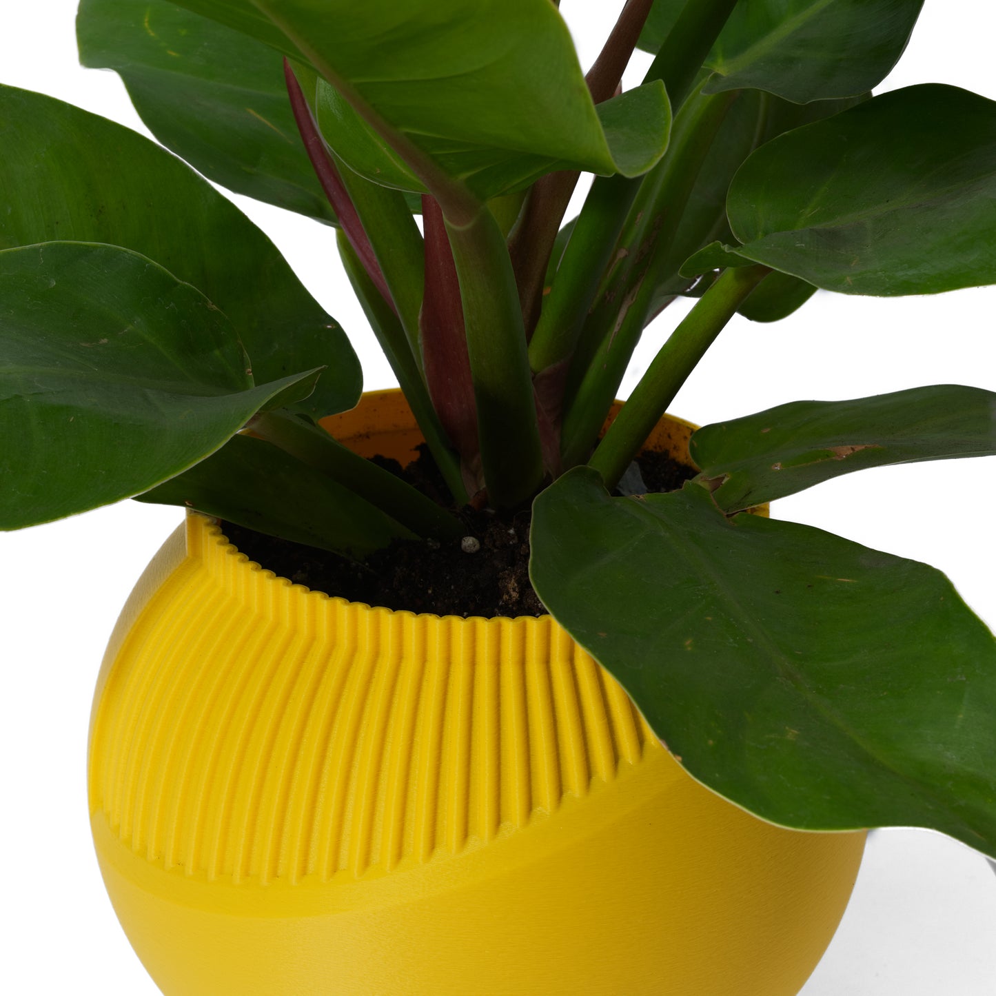 Close-up picture of a yellow 3D printed planter pot with a green leaf plant in it displayed on a white background